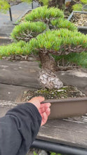 Load the video into the gallery viewer and play it.Pre-order Japan🇯🇵Japanese White Pine (with video)
