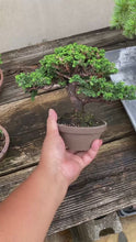 將影片載入圖庫檢視器並播放，預購日本🇯🇵石化檜Sekka Hinoki Cypress セッカヒノキ (附上影片)
