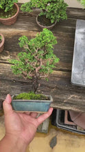 Load the video into the gallery viewer and play it.預購日本🇯🇵津山檜Chamaecyparis obtusa （附上影片）
