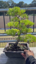 Load and play video in Gallery viewer, 預訂日本🇯🇵五葉松 Japanese White Pine  (附上影片)
