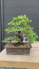 Load the video into the gallery viewer and play it.Book Japan🇯🇵Keyaki Zelkova Serrata (with video)

