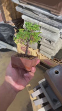 將影片載入圖庫檢視器並播放，預購日本🇯🇵津山檜Hinoki Chamaecyparis Obtusa(附上影片)
