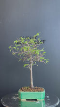 將影片載入圖庫檢視器並播放，日本🇯🇵欅樹Keyaki Zelkova Serrata (附上影片)
