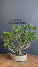 將影片載入圖庫檢視器並播放，日本🇯🇵梔子花クチナシ Gardenia Jasminoides (附上影片)

