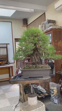 將影片載入圖庫檢視器並播放，預購日本🇯🇵山採 黑松 Yamadori Black Pine (附上影片)
