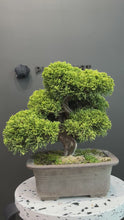 Load the video into the gallery viewer and play it.Japan🇯🇵Japanese Itoigawa Shimpaku (with video)
