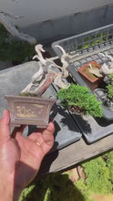 Load the video into the gallery viewer and play it.Pre-order Japan🇯🇵Japanese Itoigawa Shimpaku (video included)
