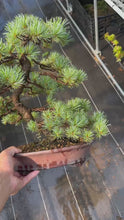 將影片載入圖庫檢視器並播放，預購日本🇯🇵五葉松 Yamadori Japanese White Pine (附上影片)
