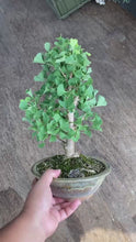 將影片載入圖庫檢視器並播放，預購日本🇯🇵銀杏Ginkgo Biloba (附上影片)
