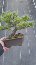 將影片載入圖庫檢視器並播放，預訂日本🇯🇵那須 五葉松 Japanese White Pine (附上影片)
