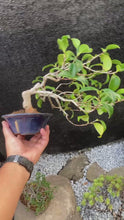 將影片載入圖庫檢視器並播放，預購日本🇯🇵山茶花 椿 岀雲大社 Camellia Sasanqua (附上影片)
