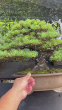 將影片載入圖庫檢視器並播放，預購日本🇯🇵五葉松 Japanese white pine (附上影片)
