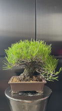 Load the video into the gallery viewer and play it.Japan🇯🇵Too Dry Sanhe Black Pine (Video Attached)

