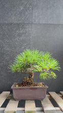 Load the video into the gallery viewer and play it.日本🇯🇵五葉松 Japanese White Pine (附上影片)
