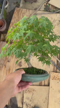 將影片載入圖庫檢視器並播放，預購日本🇯🇵紅葉 もみじAcer Palmatum (附上影片)
