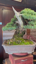 將影片載入圖庫檢視器並播放，預訂日本🇯🇵山採 五葉松 Japanese Yamadori White Pine (附上影片)
