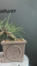 Load the video into the gallery viewer and play it.Japan🇯🇵Black Pine/Pinus Thunbergii (video attached)
