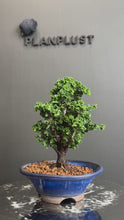 將影片載入圖庫檢視器並播放，日本🇯🇵石化檜Sekka Hinoki Cypress セッカヒノキ (附上影片)
