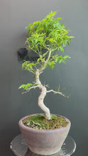 將影片載入圖庫檢視器並播放，日本🇯🇵もみじ紅葉 Acer Palmatum (附上影片)
