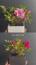 將影片載入圖庫檢視器並播放，預購日本🇯🇵皐月杜鵑 唐獅子牡丹 Satsuki Azalea Rhododendron 🛎五月中到港 🛎
