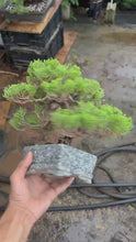 將影片載入圖庫檢視器並播放，預購日本🇯🇵糸魚川真柏 Japanese Itoigawa Shimpaku (附上影片)
