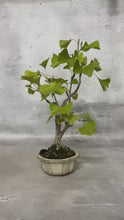 將影片載入圖庫檢視器並播放，預訂日本🇯🇵銀杏Ginkgo Biloba (附上影片)

