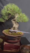 Load the video into the gallery viewer and play it,預訂日本🇯🇵太幹 黑松Black Pine (附上影片)
