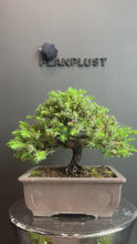 Load the video into the gallery viewer and play it.Japan🇯🇵Juniper (Juniperus Rigida) (Video attached)
