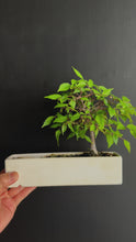 Load the video into the library viewer and play it.Japan🇯🇵Zelkova serrata (video attached) has lost its leaves
