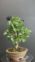 將影片載入圖庫檢視器並播放，日本🇯🇵銀杏Ginkgo Biloba (附上影片)
