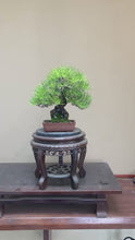 Load the video into the gallery viewer and play it.Pre-order Japan🇯🇵Black Pine (with video)
