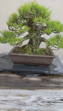 將影片載入圖庫檢視器並播放，預購日本🇯🇵山採黑松 Yamadori Black Pine (附上影片)
