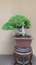 將影片載入圖庫檢視器並播放，預購日本🇯🇵杜松Juniperus Rigida (附上影片)
