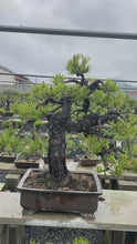 Load the video into the gallery viewer and play it.Pre-order Japan🇯🇵Nishiki-matsu Black Pine (with video)
