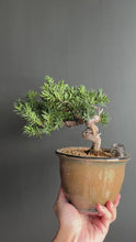 將影片載入圖庫檢視器並播放，日本🇯🇵一位 Taxus Cuspidata (附上影片)
