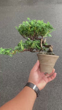 將影片載入圖庫檢視器並播放，預購日本🇯🇵津山檜Hinoki Chamaecyparis Obtusa(附上影片)

