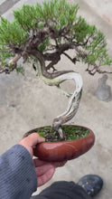 將影片載入圖庫檢視器並播放，預購日本🇯🇵糸魚川真柏 Japanese Itoigawa Shimpaku (附上影片)
