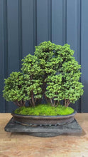 將影片載入圖庫檢視器並播放，日本🇯🇵石化檜 雅 Sekka Hinoki Cypress セッカヒノキ (附上影片)
