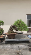 Load the video into the gallery viewer and play it.Pre-order Japan🇯🇵Japanese White Pine (picked from the mountains) (video attached)
