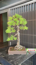 將影片載入圖庫檢視器並播放，預購日本🇯🇵五葉松 Japanese White Pine (附上影片)

