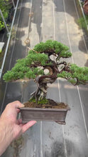 將影片載入圖庫檢視器並播放，預購日本🇯🇵糸魚川真柏 Japanese Itoigawa Shimpaku (附上影片)
