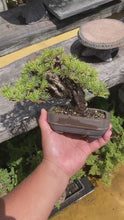 Load the video into the gallery viewer and play it.Pre-order Japan🇯🇵Japanese White Pine (with video)
