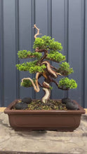 Load the video into the gallery viewer and play it.Pre-order Japan🇯🇵Japanese Itoigawa Shimpaku (with video)
