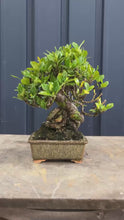將影片載入圖庫檢視器並播放，日本🇯🇵逸品 梔子花クチナシ Gardenia Jasminoides (附上影片)
