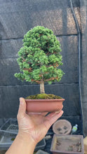 Load and play video in Gallery viewer, 預訂日本🇯🇵石化檜Sekka Hinoki Cypress (附上影片)
