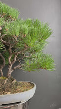 將影片載入圖庫檢視器並播放，日本🇯🇵黑松 Japanese Black Pine (附上影片)
