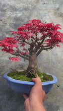 將影片載入圖庫檢視器並播放，預購日本🇯🇵紅葉 出猩々 岀猩猩Deshojo (附上影片)

