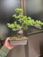 將影片載入圖庫檢視器並播放，預購日本🇯🇵五葉松 Japanese White Pine（附上影片）
