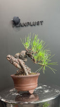 Load the video into the gallery viewer and play it.日本🇯🇵黑松 Japanese Black Pine (附上影片)
