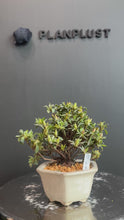將影片載入圖庫檢視器並播放，日本🇯🇵皐月杜鵑 日の丸 Satsuki Azalea Rhododendron (附上影片）

